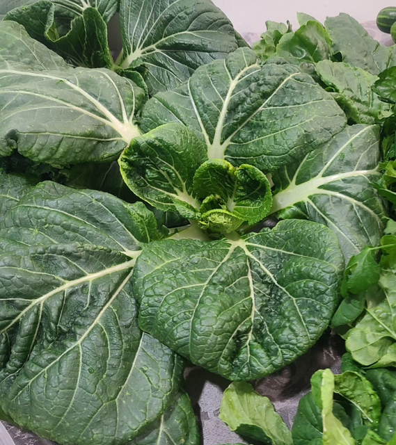 Pak Choi